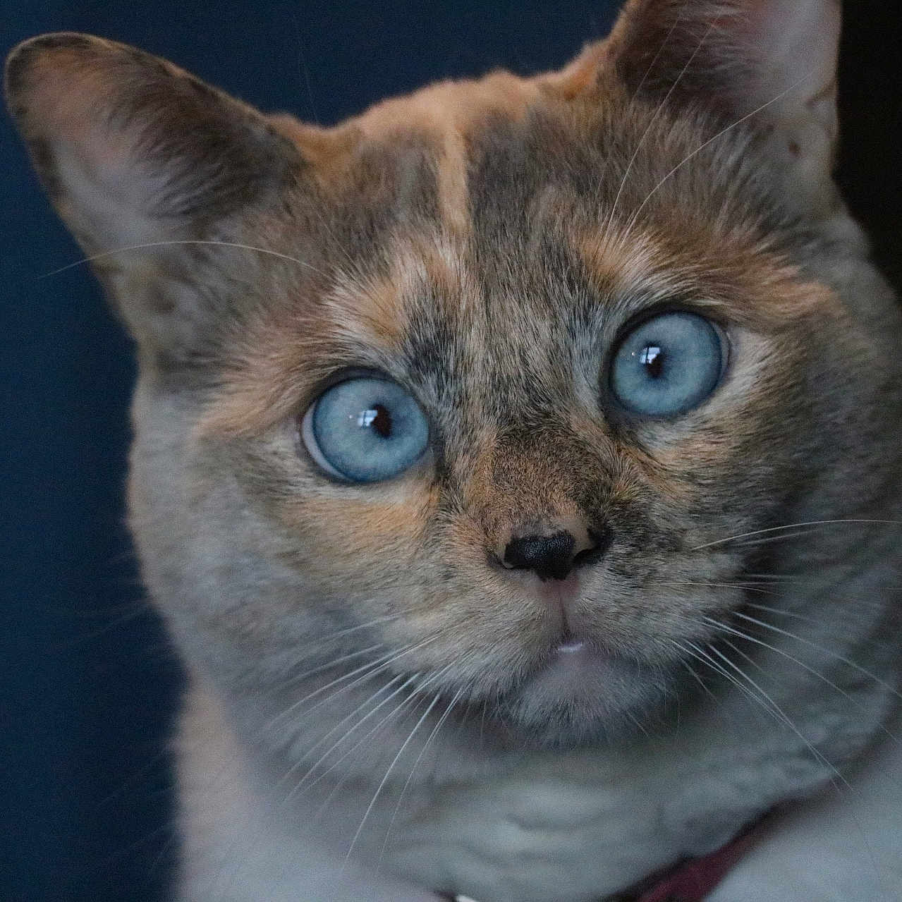 Saru is registered to the contest to win money with this photo: cat, blue_eyes, close_up, portrait, animal, feline, whiskers, fur, ears, face, domestic_cat, pet, looking, expression, mammal, indoor, cute, alert, soft_light, detailed