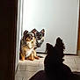 Filou participe au concours pour gagner de l'argent avec cette photo : dog, dogs, small_dog, silhouette, doorway, tile_floor, indoor, backlighting, sunlight, shadow, fur, long_hair, pointy_ears, attentive, sitting, waiting, curious, pair, trio, home_interior