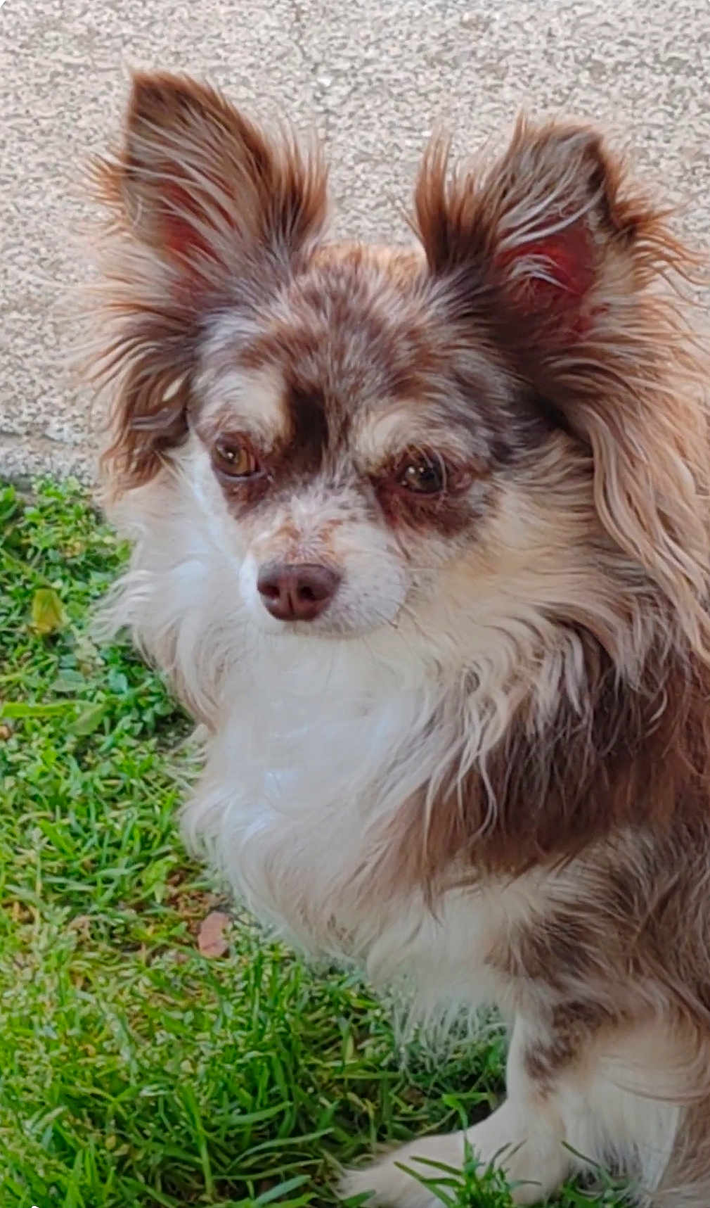 Filou participe au concours pour gagner de l'argent avec cette photo : dog, chihuahua, pet, fur, long_fur, ears, eyes, nose, whiskers, grass, outdoor, closeup, portrait, brown, white, textured_wall, small_dog, standing, attentive, cute