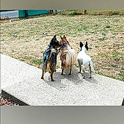 Filou participe au concours pour gagner de l'argent avec cette photo : three_dogs, dogs, small_dog, toy_breed, long_hair_dog, short_hair_dog, white_and_black, tricolor, backyard, dry_grass, concrete_path, walking_away, rear_view, fence, shadow, sunny_day, playful, companions, trio, paws