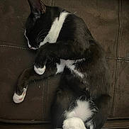 Megumi is registered to the contest to win money with this photo: animal, black_and_white, cat, closed_eyes, comfortable, couch, cozy, cute, domestic, feline, fur, indoor, paw, pet, quiet, relaxing, resting, sleeping, soft, whiskers