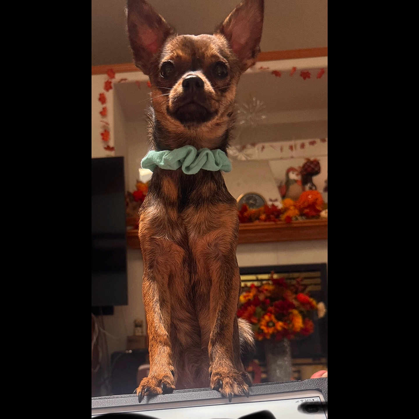 Molly joined the competition — help win amazing prizes! animal, bostonbull, bulldog, canine, chihuahua, dog, face, frenchbulldog, germanshepherd, head, indoors, interiordesign, person, pet, policedog, pug, puppy, snout, terrier, walkingdog