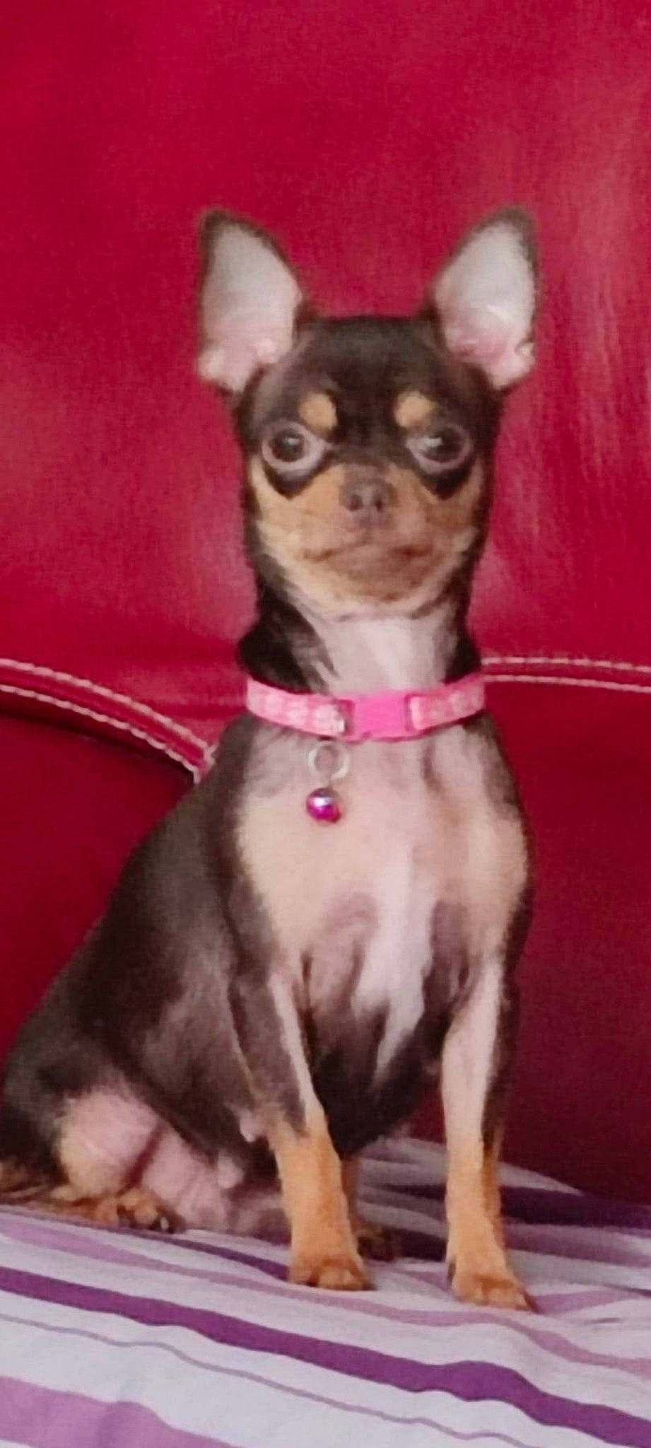 Chloe participe au concours pour gagner de l'argent avec cette photo : canidae, carnivore, chihuahua, collar, companion_dog, dog, dog_breed, dog_collar, dog_supply, ear, fawn, fur, liver, puppy, snout, sporting_group, terrestrial_animal, toy_dog, whiskers, working_animal