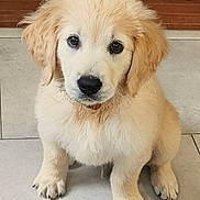 Tennessee joined the competition — help win amazing prizes! adorable, animal, curious, cute, dog, eyes, floor, fluffy, fur, golden_retriever, indoor, looking, nose, paws, pet, portrait, puppy, sitting, tile, young