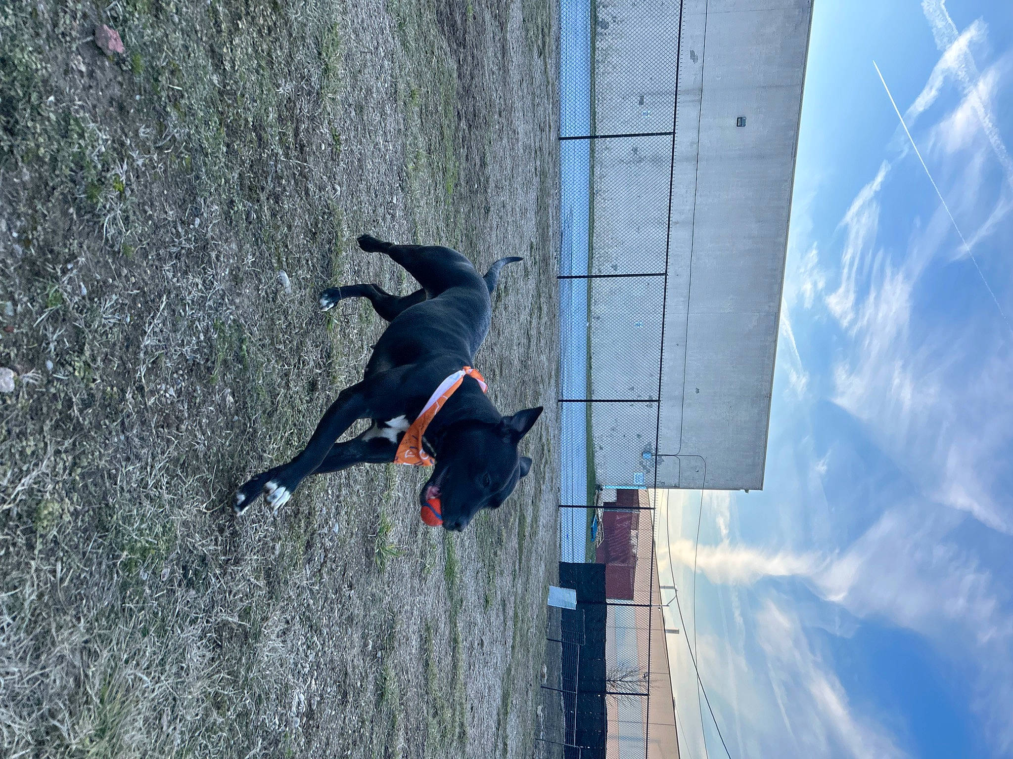 Bug is registered to the contest to win money with this photo: adventure, building, carmine, carnivore, cloud, composite_material, dog, dog_breed, electric_blue, extreme_sport, recreation, sky, sporting_group, water, window