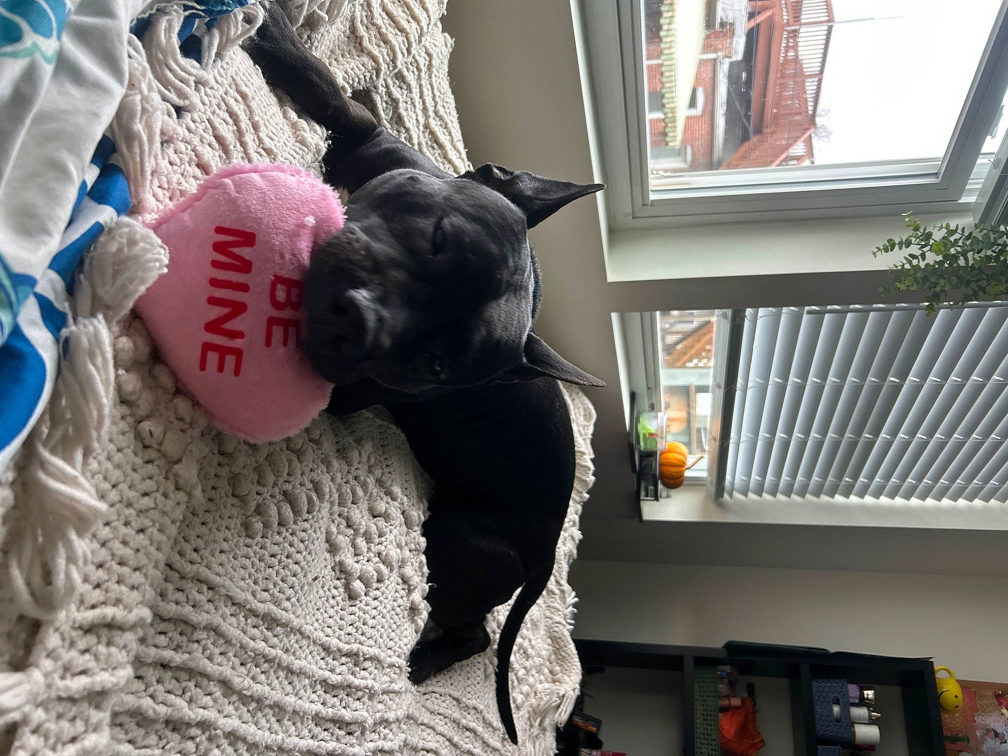 Bug is registered to the contest to win money with this photo: art, bookcase, carmine, felidae, fur, magenta, plush, shelf, shelving, sitting, small_to_medium_sized_cats, stuffed_toy, tail, textile, toy, tree, visual_arts, window, window_blind, winter