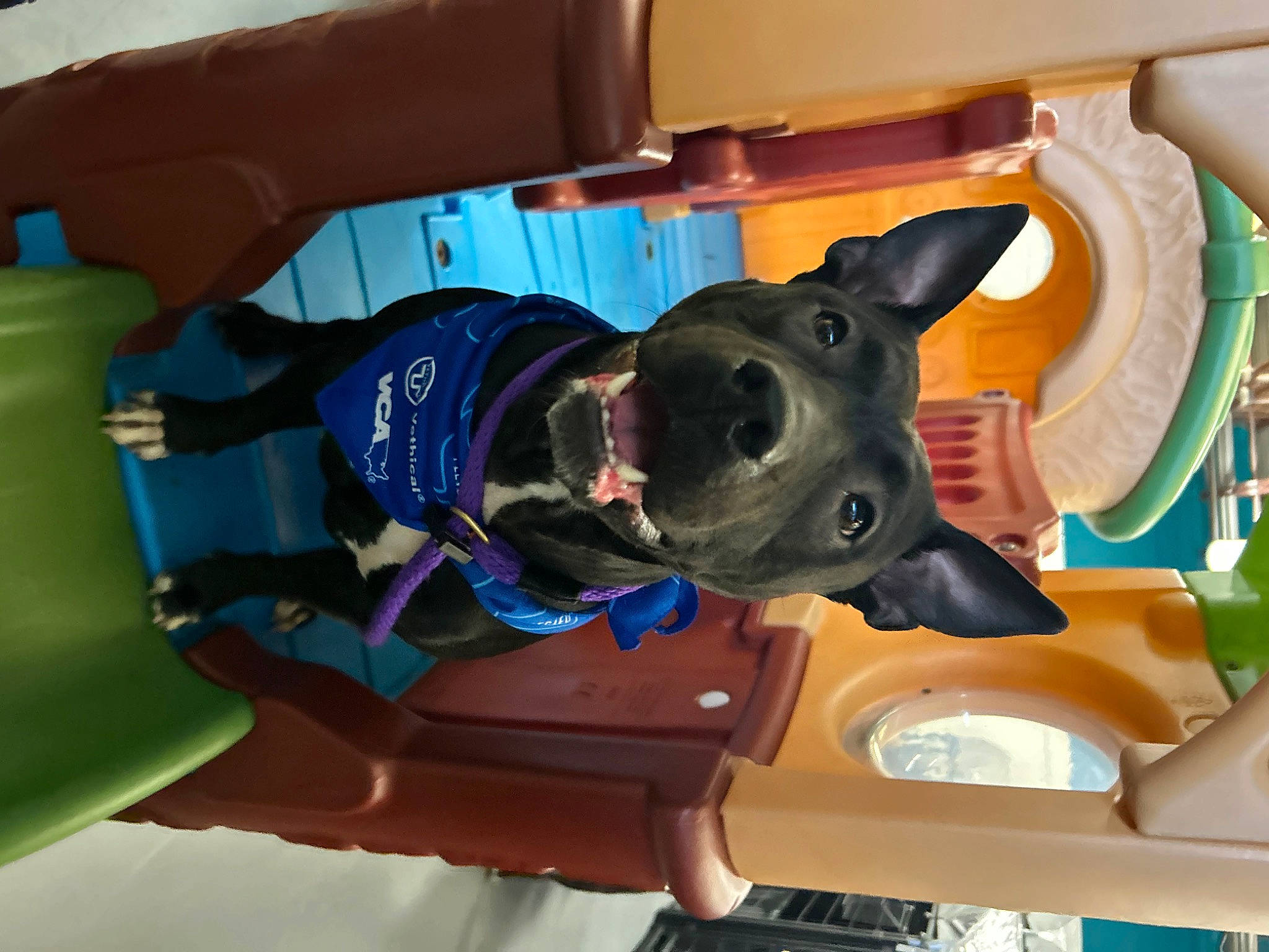 Bug is registered to the contest to win money with this photo: art, dog, electric_blue, fun, machine, personal_protective_equipment, plastic, recreation, room, sculpture, snout, toy, working_animal