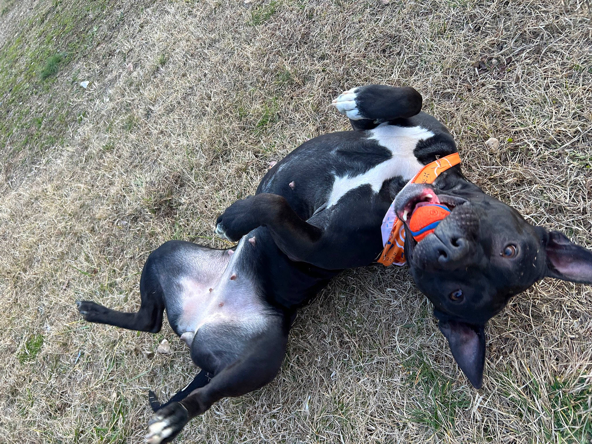 Bug is registered to the contest to win money with this photo: carmine, carnivore, claw, companion_dog, dog, dog_breed, dog_supply, grass, hunting_dog, non_sporting_group, paw, sporting_group, tail, terrestrial_animal, working_animal, working_dog