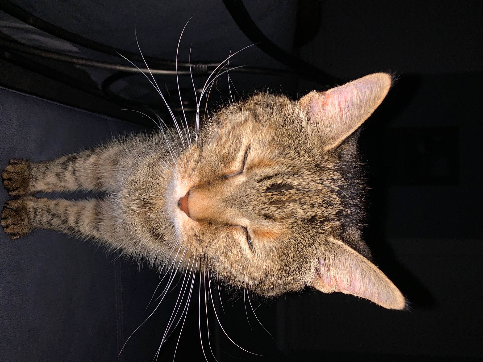 Tiffany is registered to the contest to win money with this photo: carnivore, cat, close_up, domestic_short_haired_cat, ear, felidae, fur, plant, small_to_medium_sized_cats, snout, tree, whiskers, wildlife