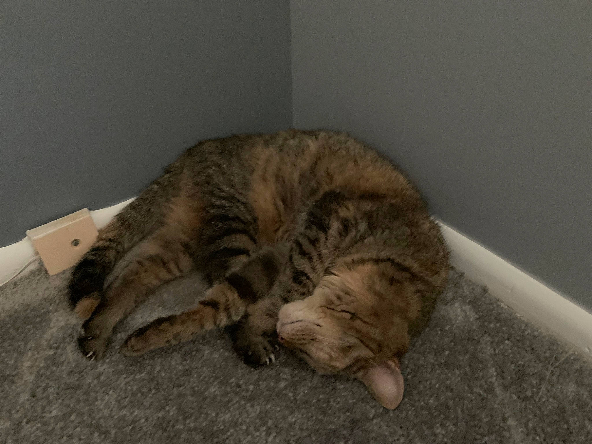 Tiffany joined the competition — help win amazing prizes! carnivore, cat, claw, comfort, domestic_short_haired_cat, fawn, felidae, flooring, fur, nap, paw, sleep, small_to_medium_sized_cats, tail, terrestrial_animal, whiskers, wood