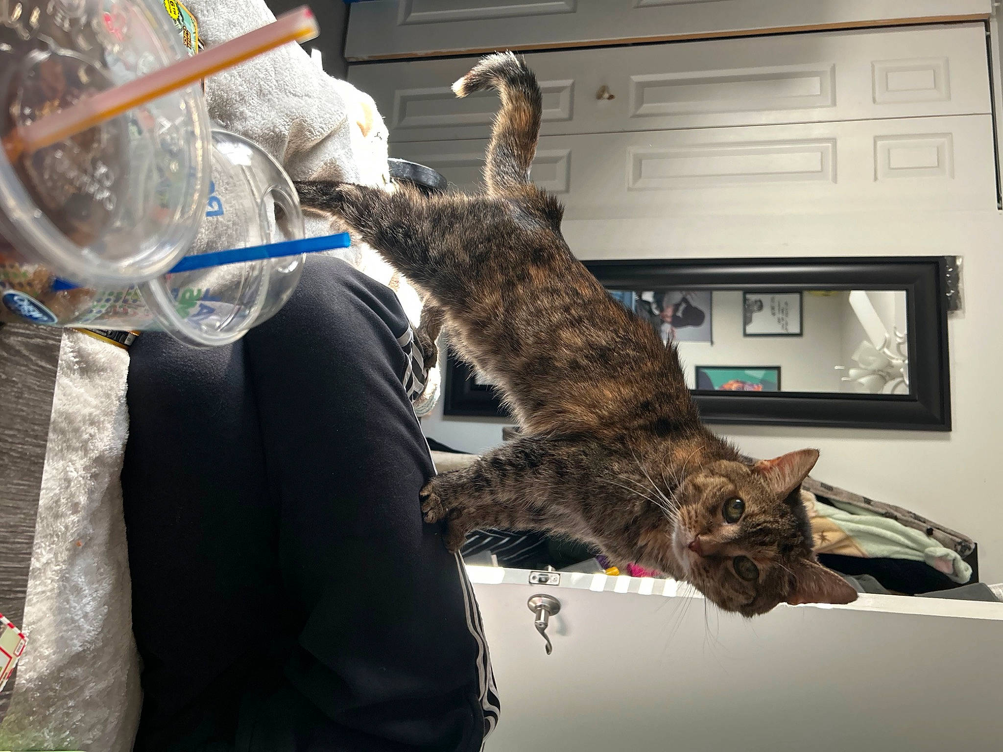 Tiffany is registered to the contest to win money with this photo: bobcat, carnivore, cat, claw, domestic_short_haired_cat, felidae, fur, gesture, lynx, mammal, picture_frame, small_to_medium_sized_cats, snout, sporting_group, tail, whiskers, wildlife