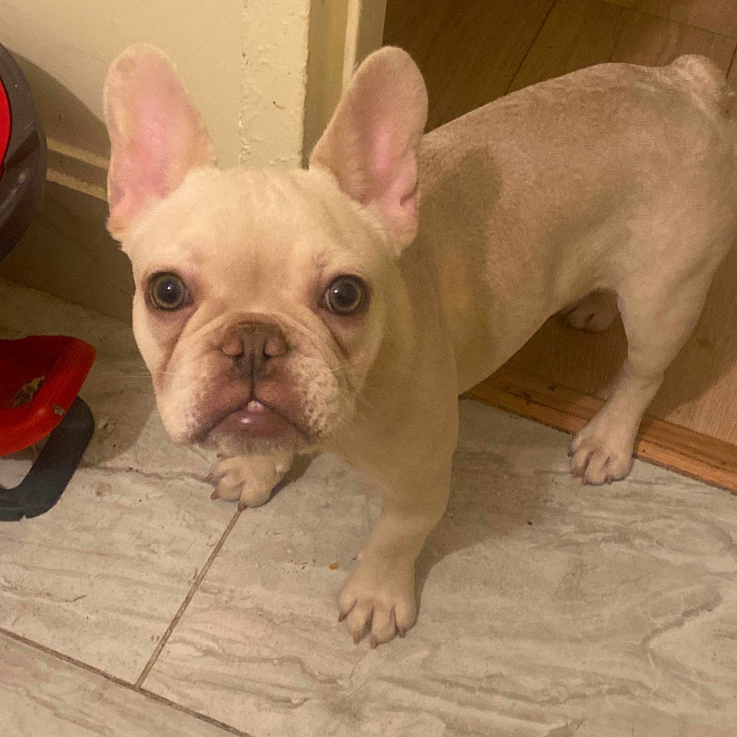 Rocco