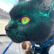 Samhain joined the competition — help win amazing prizes! animal, black_cat, cat, close_up, collar, cute, domestic_cat, ears, face, feline, focus, fur, indoor, mammal, pet, portrait, profile, reflection, whiskers, yellow_eyes