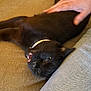 Samhain is registered to the contest to win money with this photo: animal, black_cat, cat, closeup, collar, couch, cozy, domestic_animal, feline, fur, hand, indoor, lying_down, mammal, person, pet, relaxing, sofa, touching, whiskers