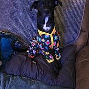 Leia joined the competition — help win amazing prizes! dog, black_dog, pet, pajamas, floral_pattern, couch, pillow, blanket, sitting, looking_up, ears, eyes, white_chest_marking, indoor, living_room, cozy, textile, cushion, home, portrait