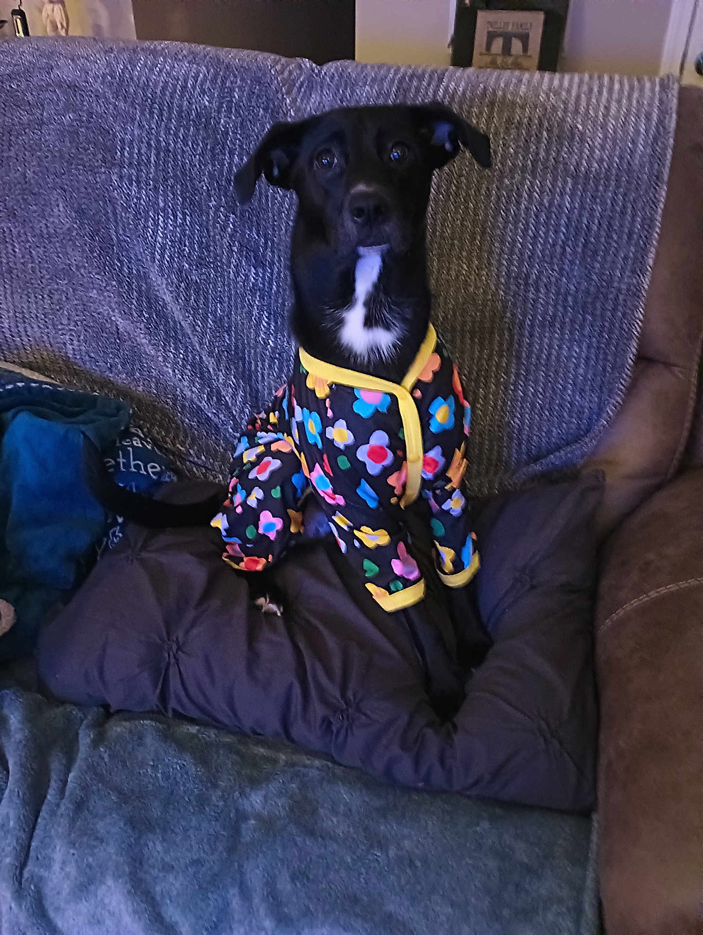 Leia joined the competition — help win amazing prizes! dog, black_dog, pet, pajamas, floral_pattern, couch, pillow, blanket, sitting, looking_up, ears, eyes, white_chest_marking, indoor, living_room, cozy, textile, cushion, home, portrait