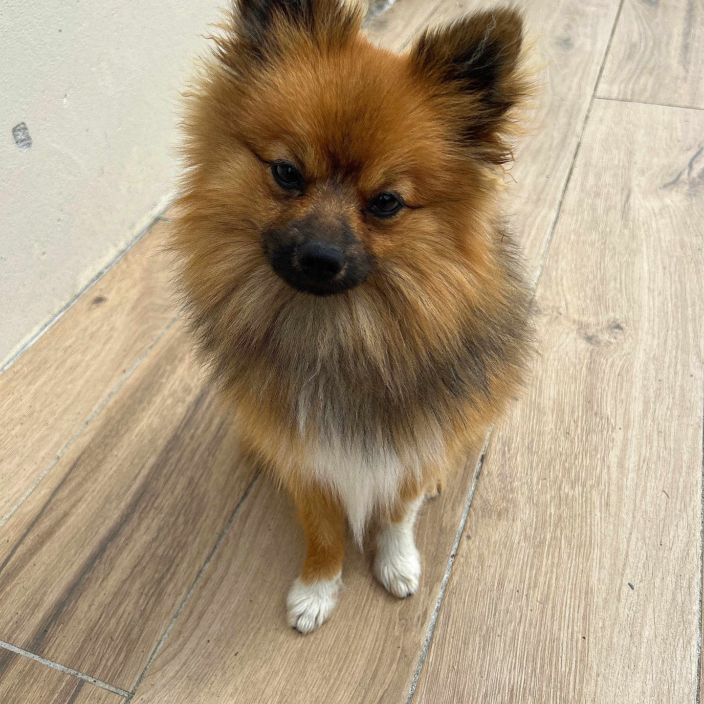 Vasco a rejoint le concours — aidez-le/la à gagner de superbes lots ! accessories, animal, canine, chow, cockerspaniel, dog, eskimodog, hardwood, indoors, interiordesign, papillon, path, pet, plywood, puppy, stainedwood, strap, terrier, walkway, wood
