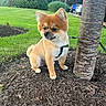 dog, small_dog, leash, tree, mulch, grass, outdoor, park, greenery, pet, cute, fluffy, canine, fur, harness, sitting, nature, daylight, animal, adorable