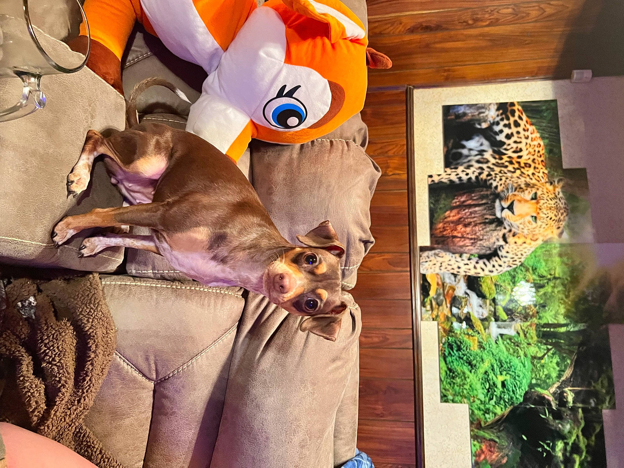 Precious is registered to the contest to win money with this photo: art, canidae, carnivore, comfort, companion_dog, dog, dog_breed, dog_supply, fawn, fur, linens, plant, purple, room, stuffed_toy, toy, toy_dog, visual_arts, wood, working_animal