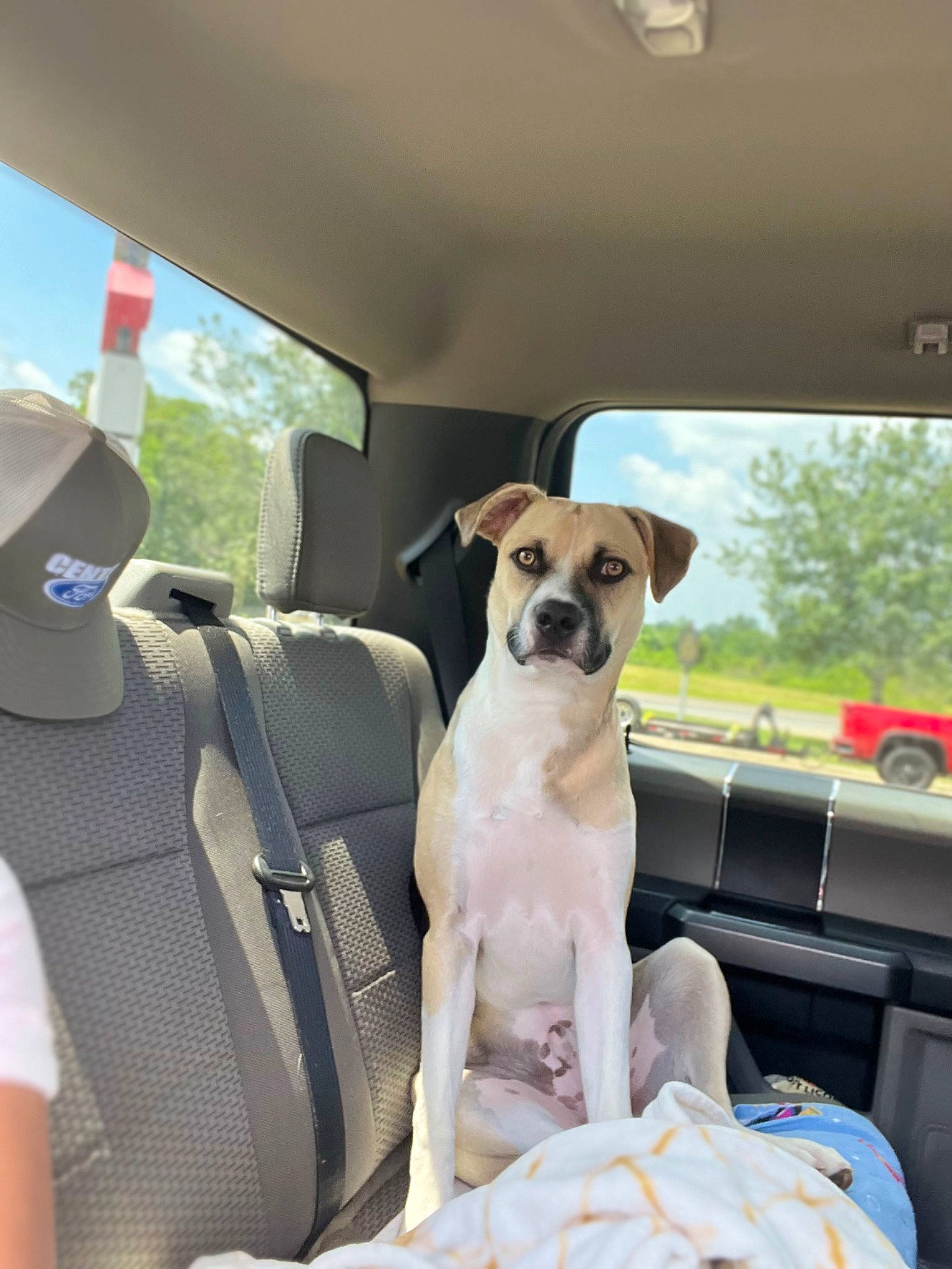 Prince joined the competition — help win amazing prizes! automotive_design, automotive_exterior, automotive_mirror, car, car_seat, car_seat_cover, carnivore, collar, companion_dog, dog, fawn, head_restraint, mammal, mode_of_transport, motor_vehicle, seat_belt, vehicle, vehicle_door, vertebrate, window
