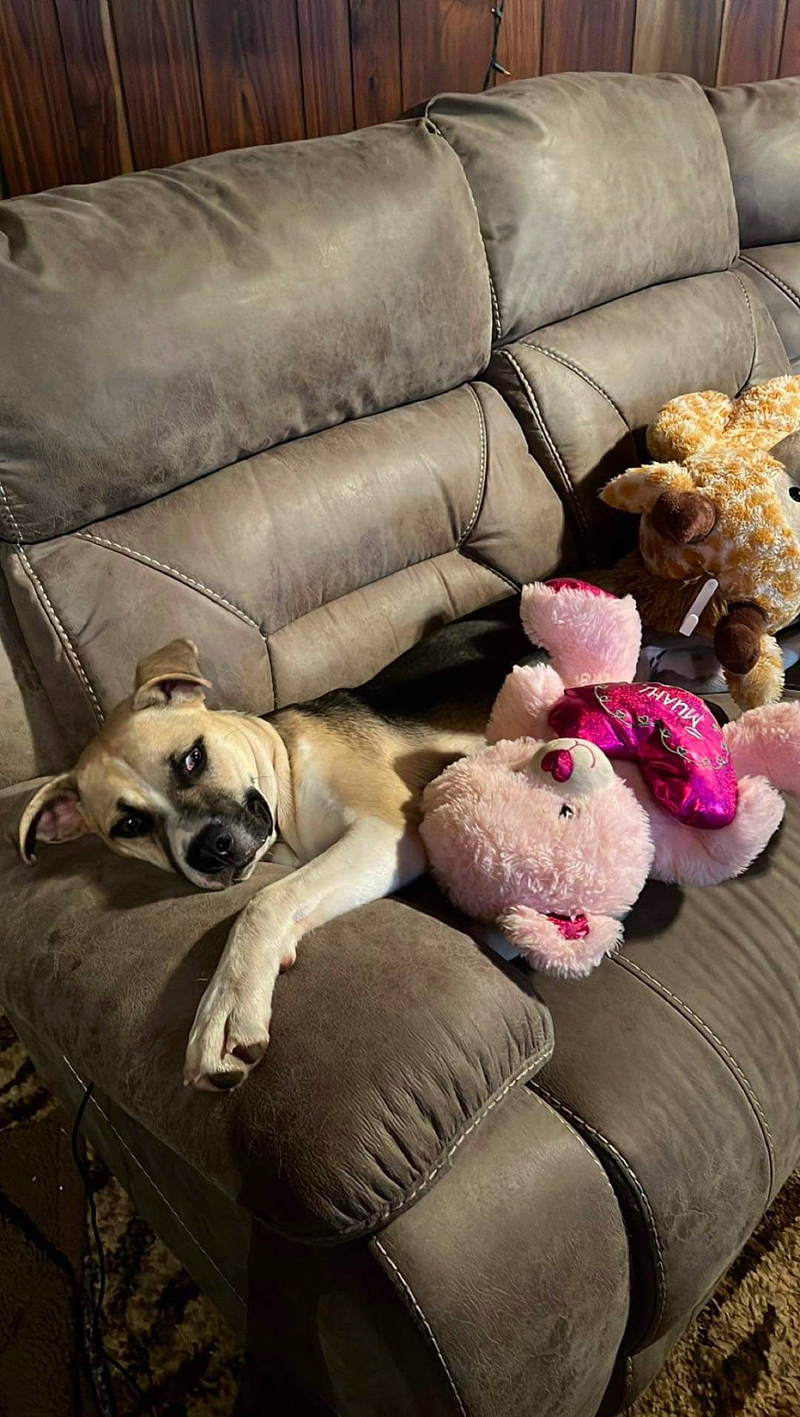 Prince joined the competition — help win amazing prizes! carnivore, comfort, companion_dog, couch, dog, dog_breed, dog_supply, fawn, fur, linens, living_room, mammal, pet_supply, pillow, sofa_bed, sporting_group, studio_couch, throw_pillow, toy_dog, vertebrate