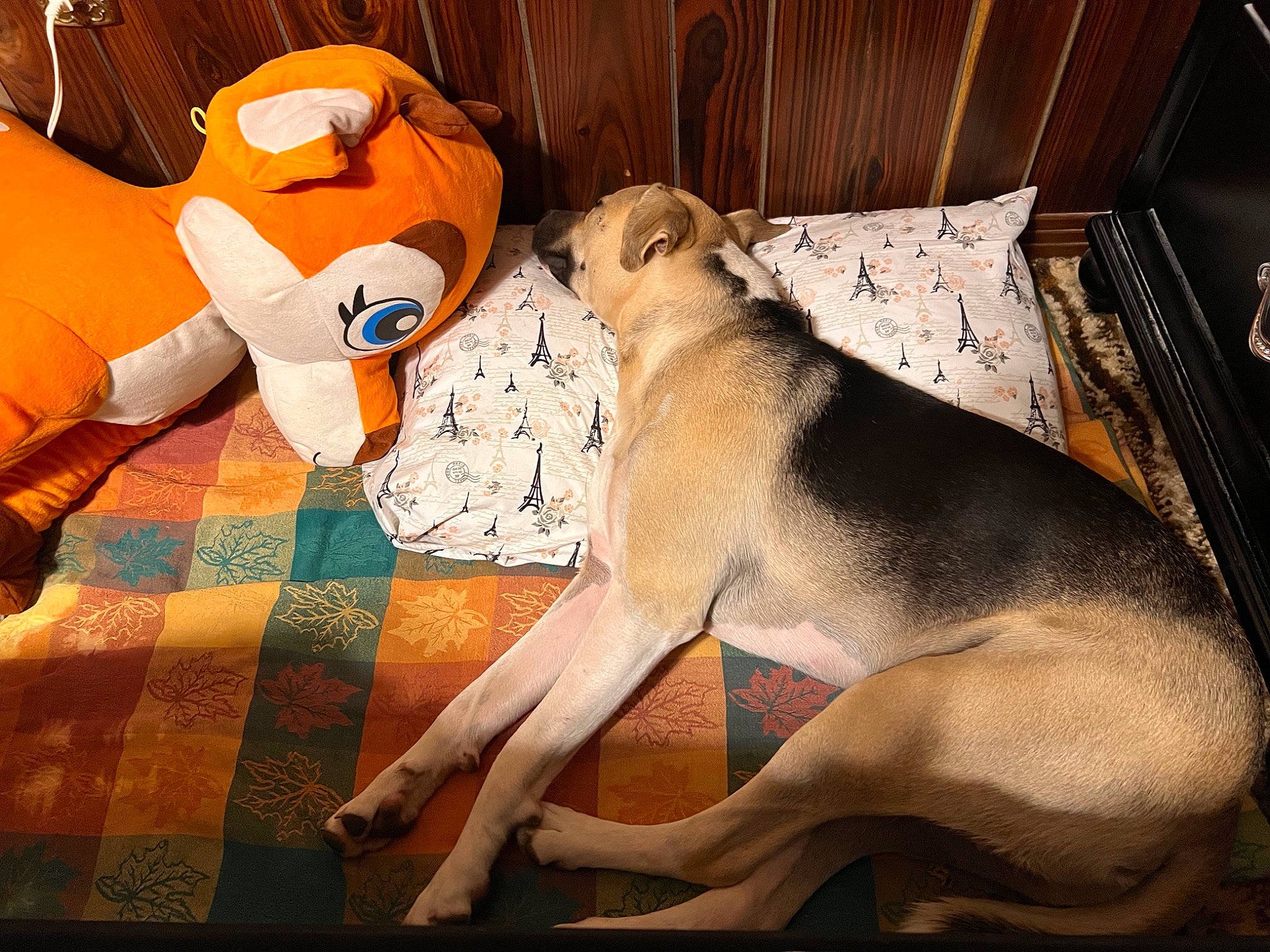 Prince joined the competition — help win amazing prizes! art, canidae, carnivore, comfort, companion_dog, couch, dog, dog_breed, dog_supply, fawn, fur, linens, paw, pet_supply, snout, sporting_group, stuffed_toy, tail, toy, working_animal