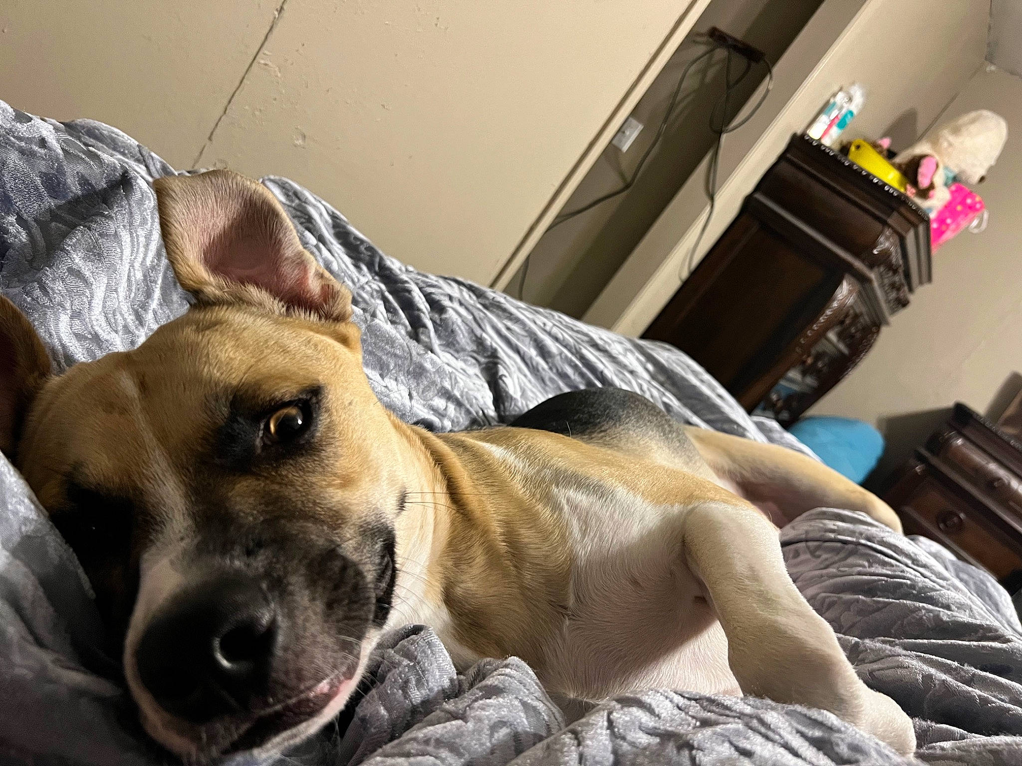 Prince joined the competition — help win amazing prizes! canidae, carnivore, comfort, companion_dog, dog, dog_breed, fawn, fur, guard_dog, nap, non_sporting_group, room, sitting, sleep, snout, sporting_group, terrestrial_animal, whiskers