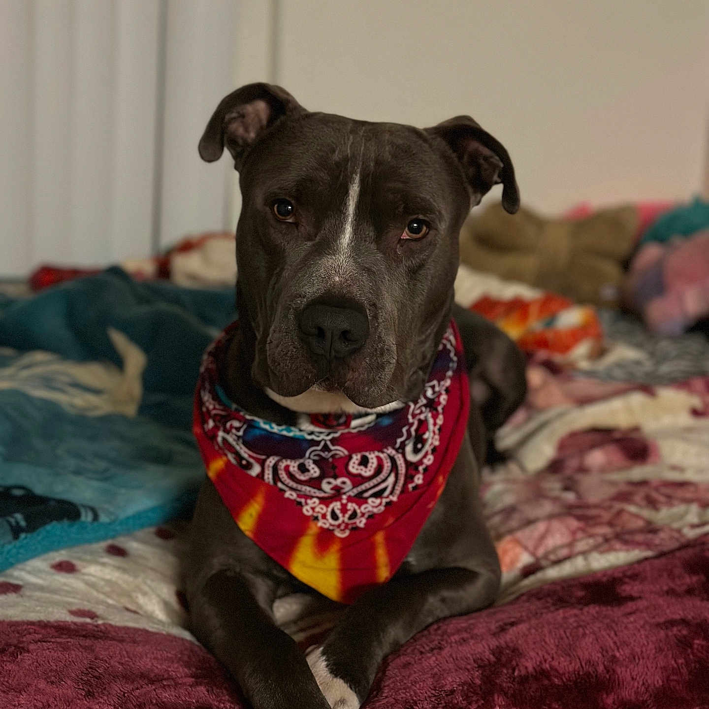 Rocky joined the competition — help win amazing prizes! animal, bandana, bed, blanket, brown, canine, closeup, comfortable, cozy, cute, dog, domestic, fur, indoor, laying_down, looking_at_camera, pet, portrait, resting, white_paw
