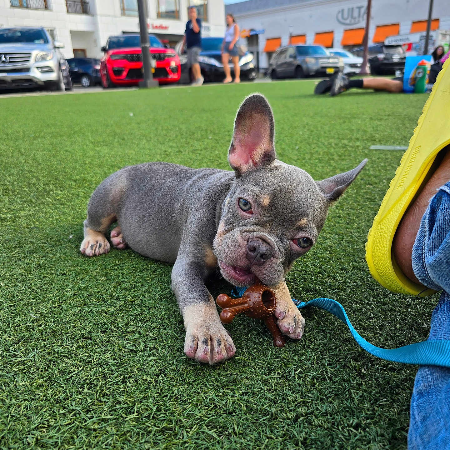 Guapo joined the competition — help win amazing prizes! accessories, animal, bag, bulldog, canine, car, clothing, dog, footwear, frenchbulldog, grass, lawn, machine, person, pet, plant, shoe, spoke, transportation, vehicle