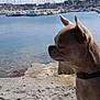 dog, small_dog, leash, water, marina, boats, sunny, outdoor, side_view, pet, nature, calm, rock, reflection, daytime, animal, canine, dock, sea, landscape
