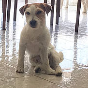 Hunter a rejoint le concours — aidez-le/la à gagner de superbes lots ! dog, puppy, indoor, tile_floor, wooden_chair, white_fur, brown_fur, pet, animal, sitting, calm, reflection, legs, furniture, house, companion, domestic, cute, young_dog, floor