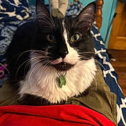 Burnardo is registered to the contest to win money with this photo: cat, black_and_white, pet, indoor, bed, blanket, socks, person, lap, collar, tag, feline, fur, whiskers, relaxing, cozy, wooden_furniture, blue_wall, clothing, red_shirt