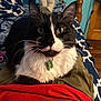 bed, black_and_white, blanket, blue_wall, cat, clothing, collar, cozy, feline, fur, indoor, lap, person, pet, red_shirt, relaxing, socks, tag, whiskers, wooden_furniture