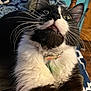 Burnardo is registered to the contest to win money with this photo: cat, tuxedo_cat, whiskers, close_up, pet, indoor, bed, bedding, fur, animal, domestic_animal, cute, feline, collar, black_and_white, household, relaxed, portrait, looking_up, bedroom