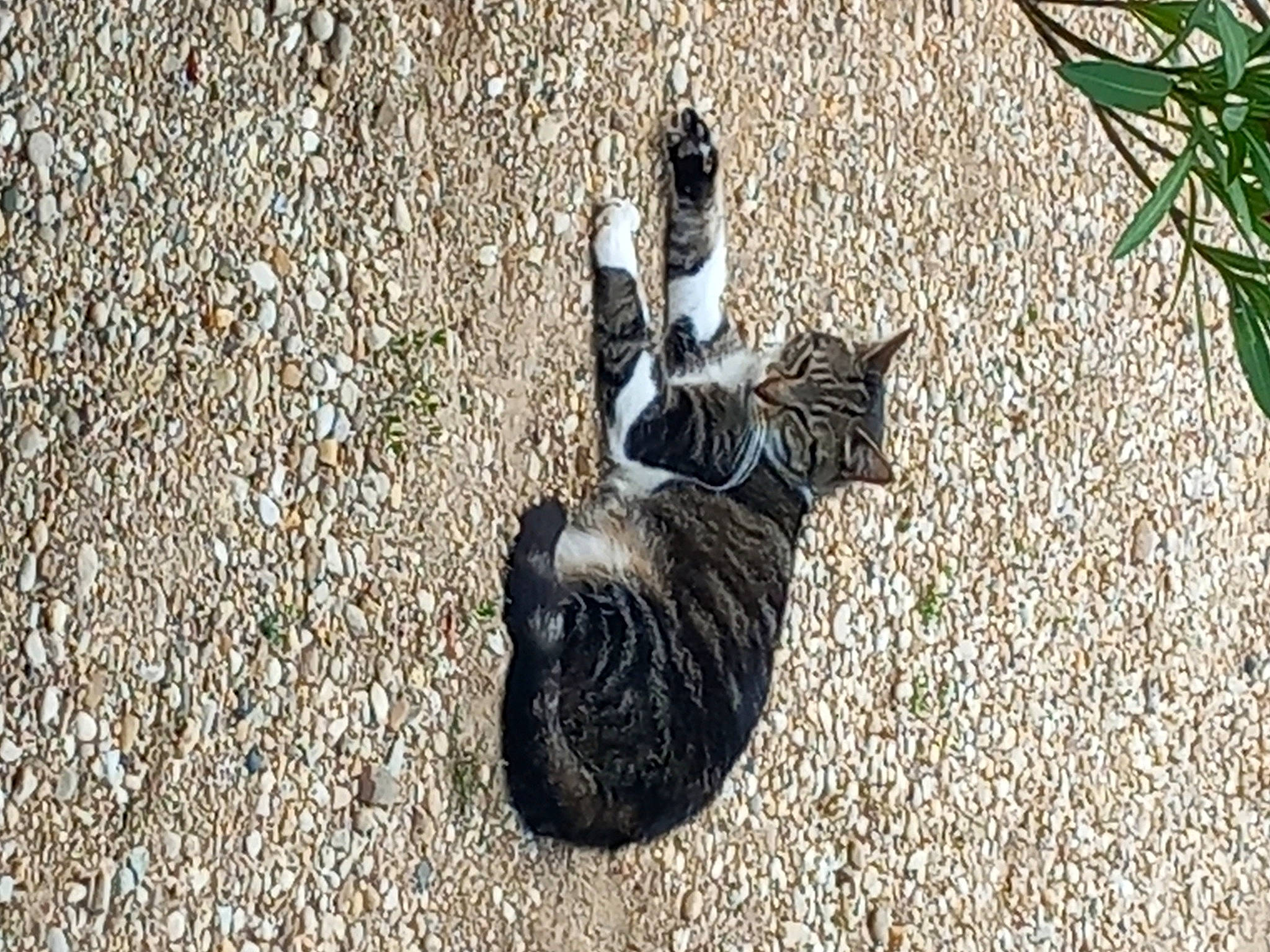 Myrtille participe au concours pour gagner de l'argent avec cette photo : _geese_and_swans, asphalt, automotive_tire, beak, bird, ducks, feather, fowl, grass, grey, human_leg, poultry, road_surface, shadow, soil, tail, tar, terrestrial_animal, trunk, water_bird