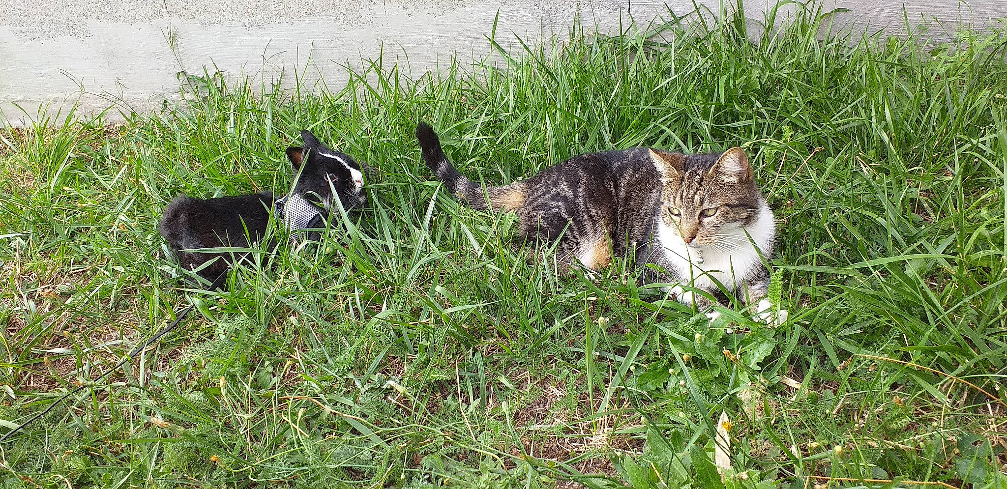 Myrtille participe au concours pour gagner de l'argent avec cette photo : carnivore, cat, domestic_short_haired_cat, felidae, fur, grass, grassland, groundcover, herb, livestock, pasture, plant, small_to_medium_sized_cats, tail, terrestrial_animal, water, whiskers, wildlife, working_animal