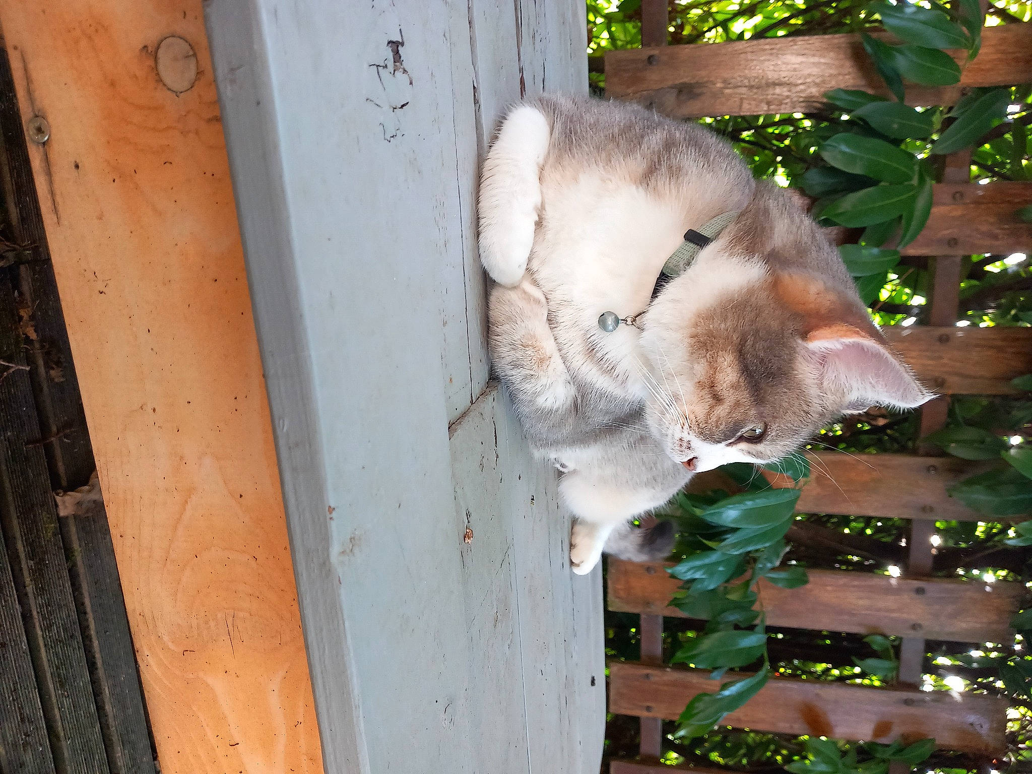 Mimine participe au concours pour gagner de l'argent avec cette photo : canidae, carnivore, cat, domestic_short_haired_cat, fawn, felidae, fur, grass, hardwood, plant, small_to_medium_sized_cats, snout, tail, tree, trunk, twig, whiskers, wildlife, window, wood