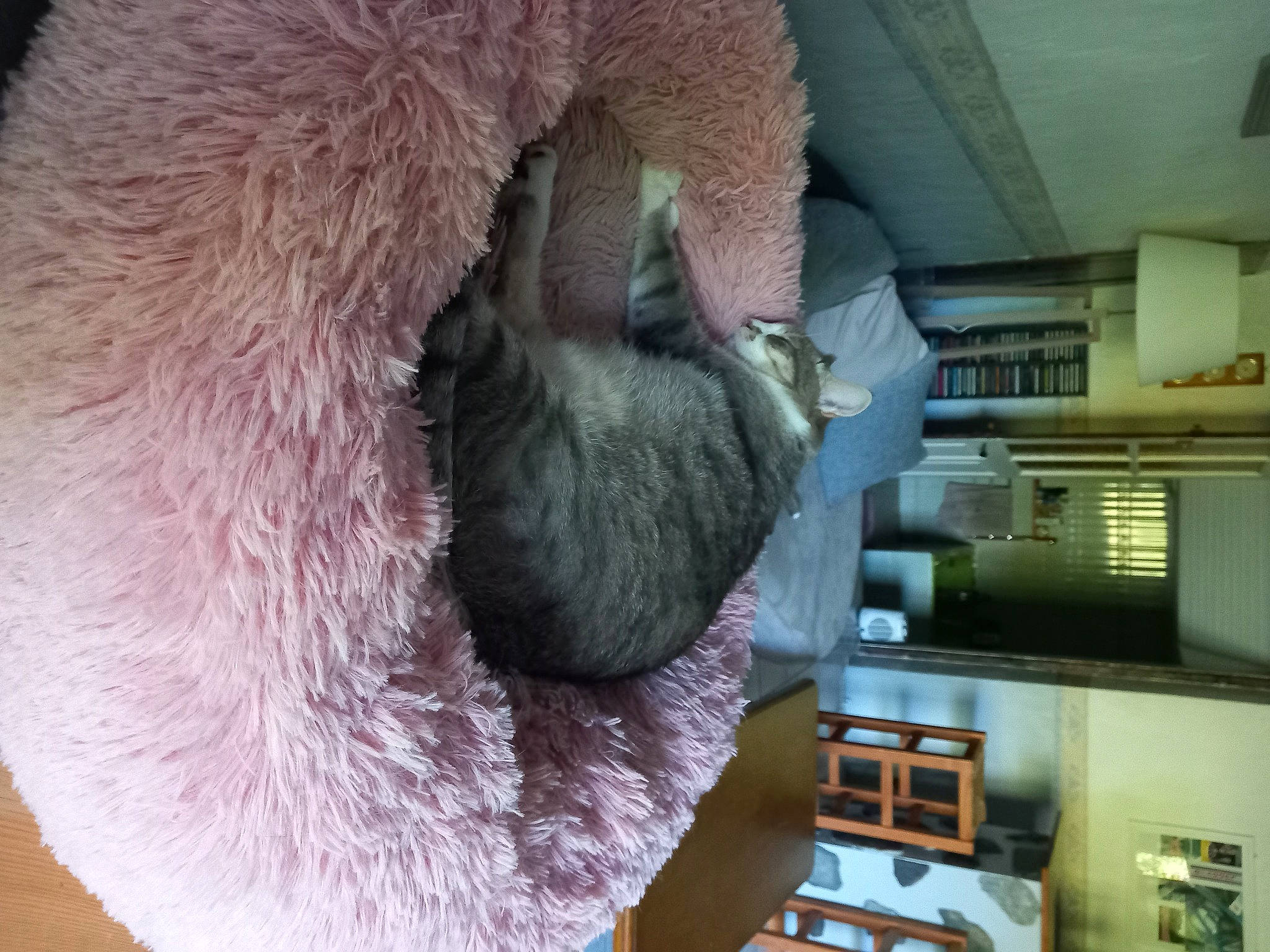 Mimine a rejoint le concours — aidez-le/la à gagner de superbes lots ! beard, building, carnivore, cat, comfort, dog_breed, facial_hair, fawn, felidae, fur, room, shelf, shelving, small_to_medium_sized_cats, snout, sporting_group, stuffed_toy, tail, toy, whiskers