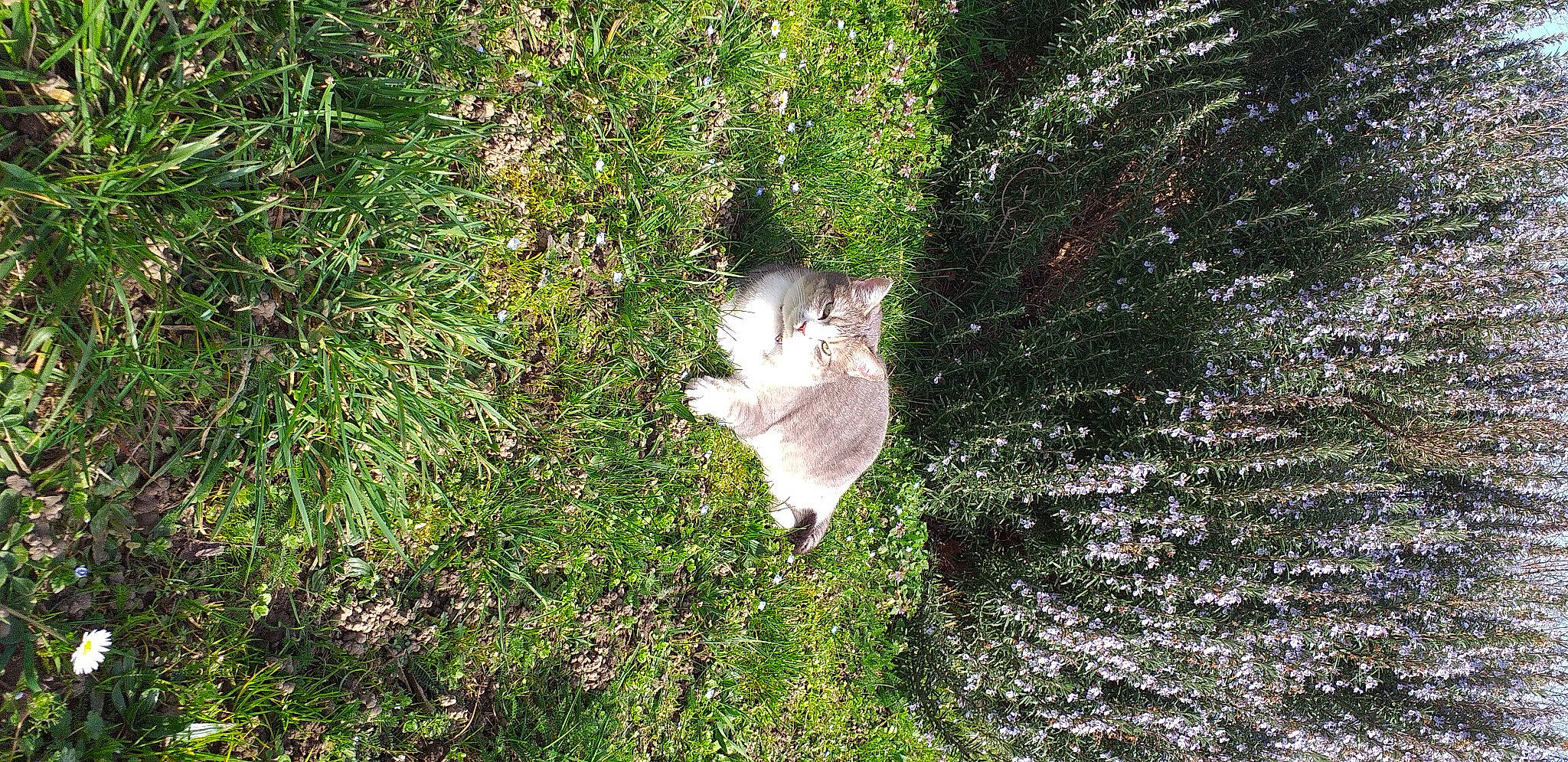 Mimine participe au concours pour gagner de l'argent avec cette photo : cat, felidae, forest, grass, groundcover, jungle, landscape, natural_landscape, plant, shrub, subshrub, tail, temperate_broadleaf_and_mixed_forest, tree, tropical_and_subtropical_coniferous_forests, trunk, twig, water, wildlife, wood