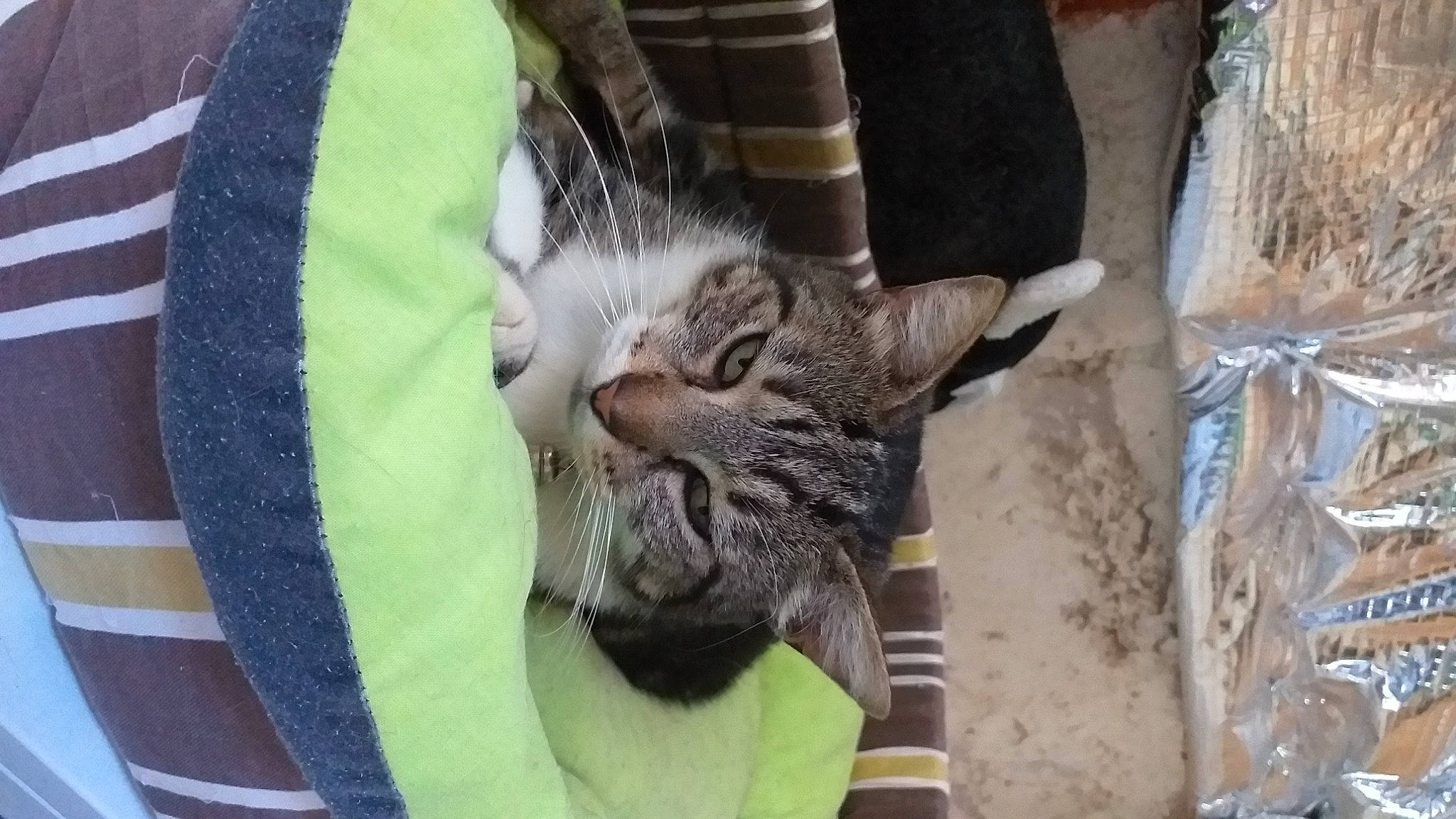 Myrtille participe au concours pour gagner de l'argent avec cette photo : carnivore, cat, claw, comfort, domestic_short_haired_cat, felidae, fur, mammal, paw, small_to_medium_sized_cats, snout, tail, terrestrial_animal, vertebrate, whiskers