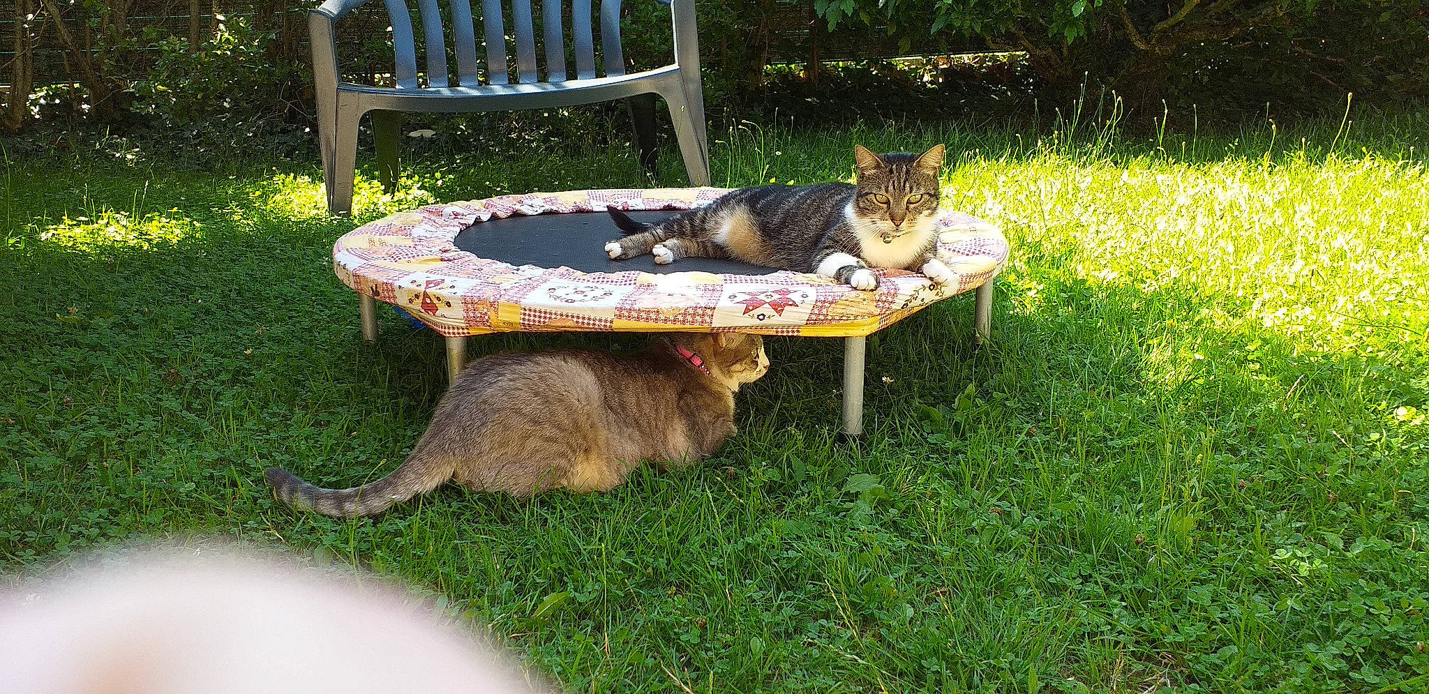 Myrtille participe au concours pour gagner de l'argent avec cette photo : carnivore, cat, comfort, domestic_short_haired_cat, fawn, felidae, grass, groundcover, lawn, leisure, mammal, outdoor_bench, outdoor_furniture, plant, small_to_medium_sized_cats, sporting_group, tail, vertebrate, whiskers, wildlife