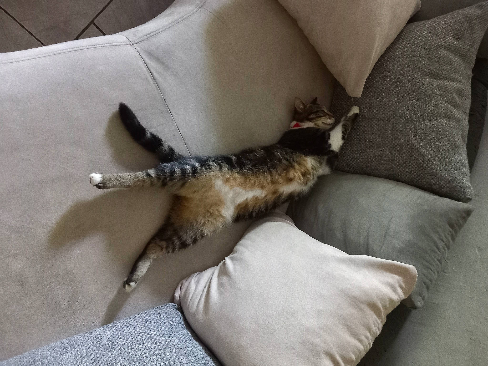 Myrtille a rejoint le concours — aidez-le/la à gagner de superbes lots ! bedding, carnivore, cat, comfort, couch, domestic_short_haired_cat, fawn, felidae, fur, furniture, grey, human_leg, linens, paw, small_to_medium_sized_cats, studio_couch, tail, textile, whiskers, wood