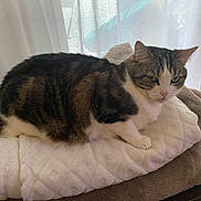 Moon participe au concours pour gagner de l'argent avec cette photo : cat, tabby, pet, animal, indoor, blanket, cozy, fur, resting, sleepy, cute, whiskers, ears, paws, tail, home, curtains, window, relaxed, feline