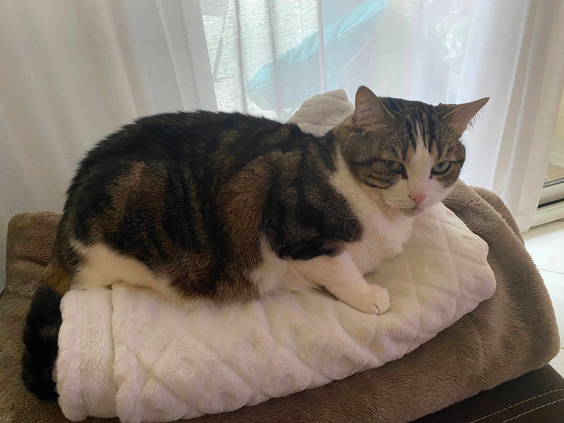 Moon participe au concours pour gagner de l'argent avec cette photo : cat, tabby, pet, animal, indoor, blanket, cozy, fur, resting, sleepy, cute, whiskers, ears, paws, tail, home, curtains, window, relaxed, feline