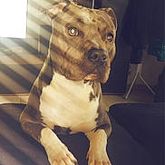 Urus participe au concours pour gagner de l'argent avec cette photo : dog, pet, indoor, couch, sunlight, shadow, striped_light, brown, white, relaxed, animal, canine, paw, portrait, furniture, living_room, home, companion, domestic, quiet