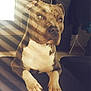 dog, pet, indoor, couch, sunlight, shadow, striped_light, brown, white, relaxed, animal, canine, paw, portrait, furniture, living_room, home, companion, domestic, quiet