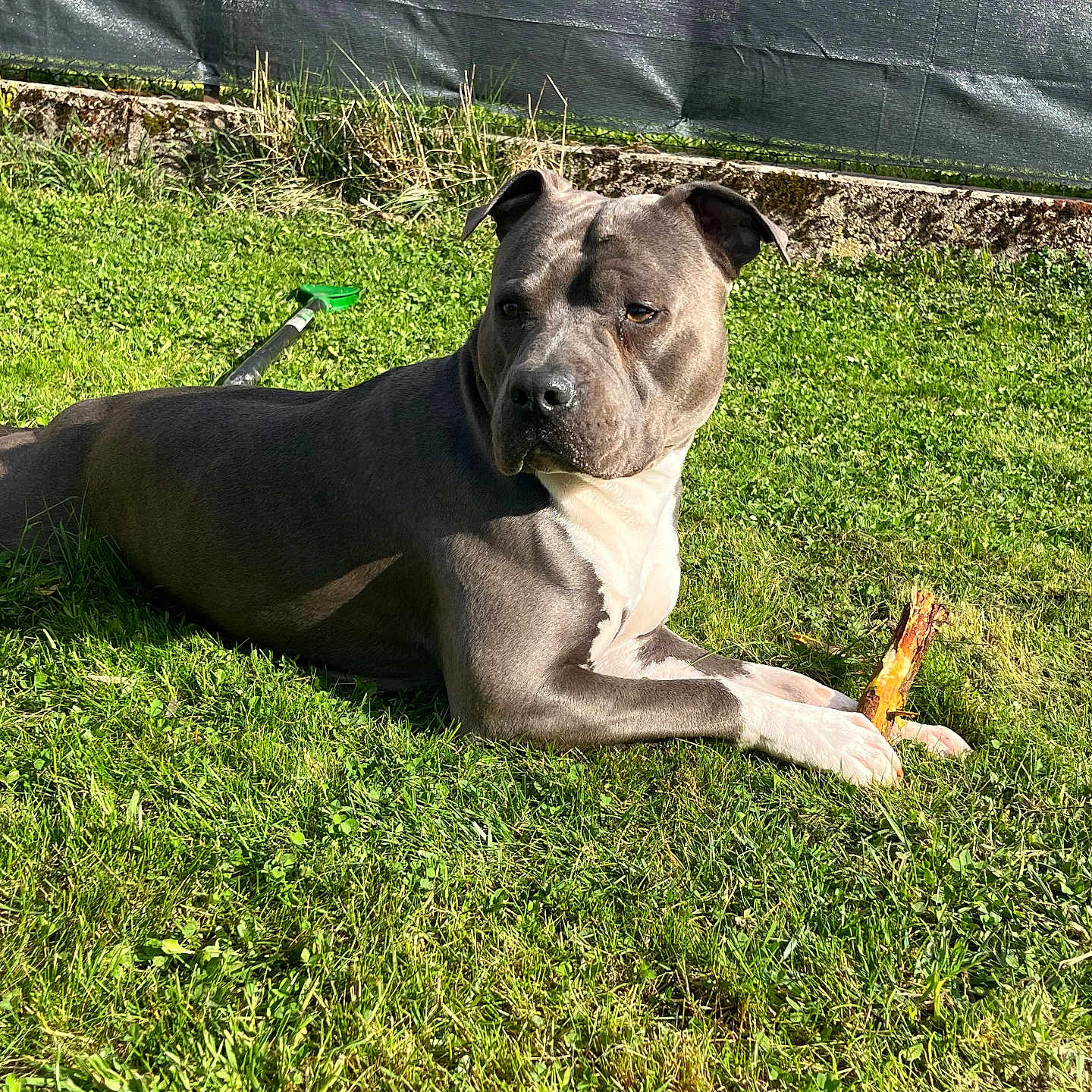 Urus participe au concours pour gagner de l'argent avec cette photo : animal, canine, daylight, dog, ears, fur, garden, grass, lawn, muzzle, nature, outdoor, paw, pet, playful, rake, relaxed, stick, summer, sunlight
