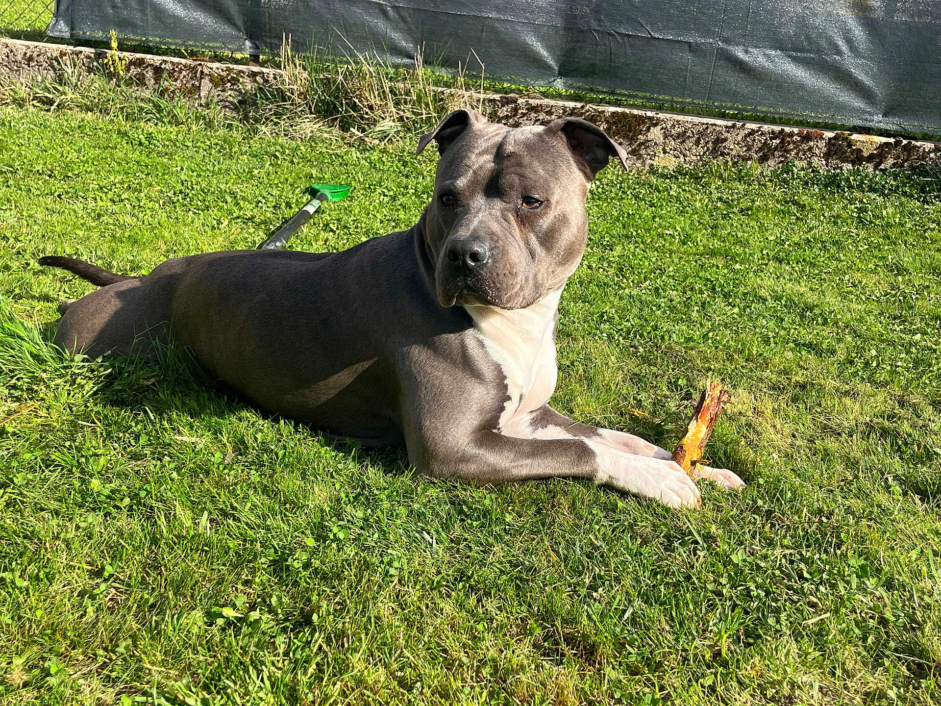 Urus participe au concours pour gagner de l'argent avec cette photo : dog, lawn, grass, stick, outdoor, pet, animal, sunlight, garden, rake, playful, canine, relaxed, summer, nature, daylight, fur, muzzle, ears, paw