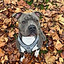 Urus participe au concours pour gagner de l'argent avec cette photo : dog, pitbull, harness, autumn, leaves, outdoor, grass, brown, gray, white, pet, canine, nature, fall, season, animal, cute, looking_up, sitting, friendly