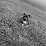 Urus participe au concours pour gagner de l'argent avec cette photo : dog, grass, field, cloudy_sky, outdoor, nature, black_and_white, pet, animal, canine, landscape, grassland, calm, resting, mood, sky, alone, fur, ears, paw